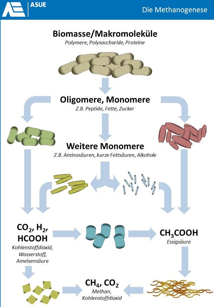 Grafische Darstellung der mikrobiellen Methanogenese im Biogasprozess