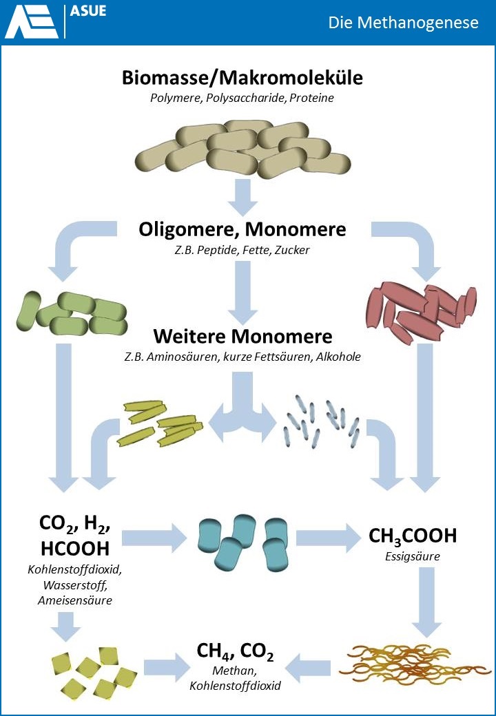 Bakterielle Methanogenese: der natürliche Prozess der Methanbildung in Biogasanlagen